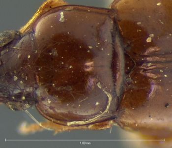 Media type: image;   Entomology 5583 Aspect: pronotum dorsal